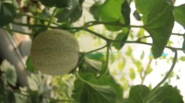 Organik bahçede yetişen kavun bitkileri, çiftlikte karpuz fideleri. taze kavunlar ya da yeşil kavun ya da kavun kavunları serada yetişen bitkiler..