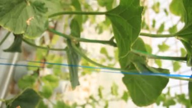 Organik bahçede yetişen kavun bitkileri, çiftlikte karpuz fideleri. taze kavunlar ya da yeşil kavun ya da kavun kavunları serada yetişen bitkiler..