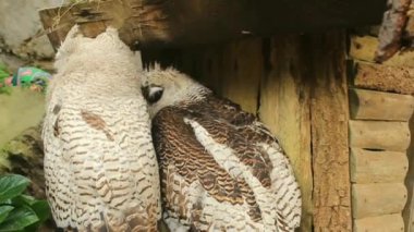 Tawny baykuşu ya da kahverengi baykuş Strix aluco sonbahar ormanlarında kırık bir ağaç gövdesinde oturur. Baykuş başını çeviriyor. Kapat..