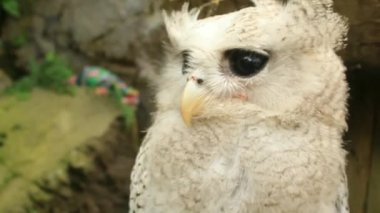 Tawny baykuşu ya da kahverengi baykuş Strix aluco sonbahar ormanlarında kırık bir ağaç gövdesinde oturur. Baykuş başını çeviriyor. Kapat..