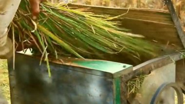 Pirinç hasadı. Güneydoğu Endonezya 'daki geleneksel pirinç makinesiyle pirinç tarlası. Geleneksel araçlar