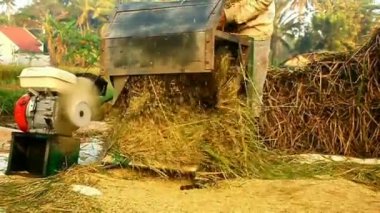 Pirinç hasadı. Güneydoğu Endonezya 'daki geleneksel pirinç makinesiyle pirinç tarlası. Geleneksel araçlar