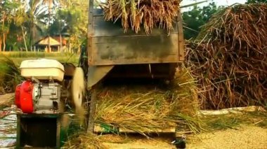 Pirinç hasadı. Güneydoğu Endonezya 'daki geleneksel pirinç makinesiyle pirinç tarlası. Geleneksel araçlar