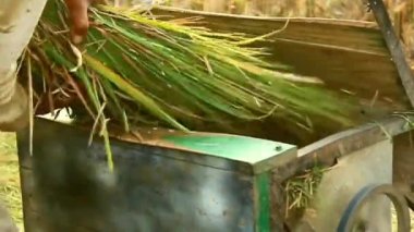 Pirinç hasadı. Güneydoğu Endonezya 'daki geleneksel pirinç makinesiyle pirinç tarlası. Geleneksel araçlar