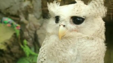 Tawny baykuşu ya da kahverengi baykuş Strix aluco sonbahar ormanlarında kırık bir ağaç gövdesinde oturur. Baykuş başını çeviriyor. Kapat..