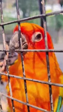 Sevimli muhabbet kuşu papağanı. Afrika papağanı. Hayvanlarla ilgilenir. Sevimli videolar. Komik papağanlar. Evcil hayvan papağanları.