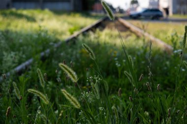 Çek, Lutin, 2024-07-21, doğa, sanayi bölgesinde çiçekler, yaz ve çiçekler, çayır çiçekleri