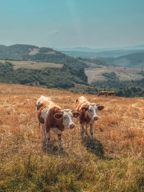 Sırbistan, Uvac, 2024-08-17, Sırbistan 'da bir çayırda otlayan inekler