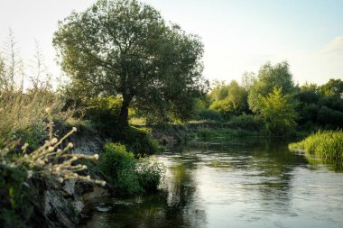 Nehir kenarındaki ağaç manzarası