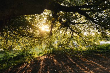 Bir ağacın dallarında güneş ışığı