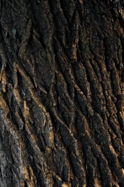 Ağaç kabuğu dokusuna yakın plan