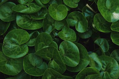 Yakın çekim Yeşil Yaprak Arka Plan 