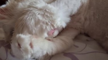 Beyaz bir kedi güzel bir şekilde uyur, yüzünü pençelerle kaplar.