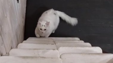 Beyaz bir kedi zarif bir şekilde beyaz merdivenlerden tırmanıyor ve etrafını güvenli bir şekilde gözlemliyor..
