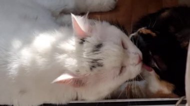 Beyaz bir kedi ve üç renkli bir kedi balkonda uzanmış güneşleniyorlar..
