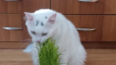 Beyaz bir kedi evin içinde oturur ve önüne yerleştirilmiş taze çimenleri kemirir..