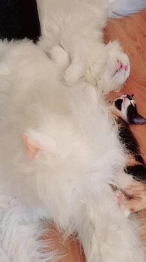 Beyaz bir kedi ve üç renkli bir kedi yan yana uzanır, aynı pozlarda uyurlar..