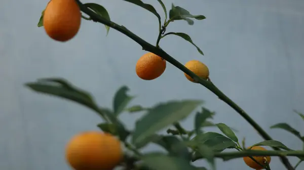 Nagami portakalları küçüktür, deriyle yenebilen portakal meyveleri..