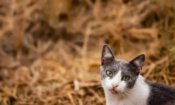 Kedi, evcil kedi veya ev kedisi olarak da bilinir, küçük etobur bir hayvandır..