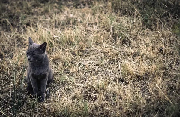 Kedi, evcil kedi veya ev kedisi olarak da bilinir, küçük etobur bir hayvandır..