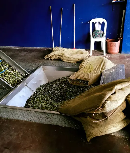 Yunanistan 'da zeytin yağı üretim safhaları