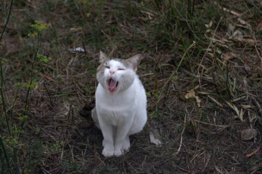 Tatlı beyaz erkek kedi tarlada esniyor..