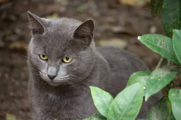 Şirin kedi arkadaşının portresi..
