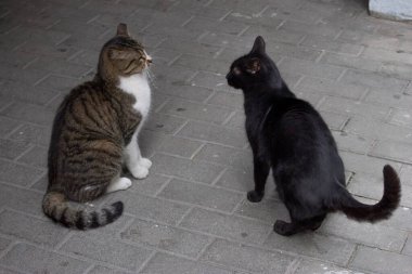 Atina 'da sevimli sokak kedileri.