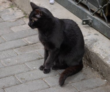 Atina 'da sevimli sokak kedileri.