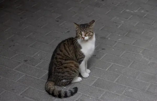 Atina 'da sevimli sokak kedileri.