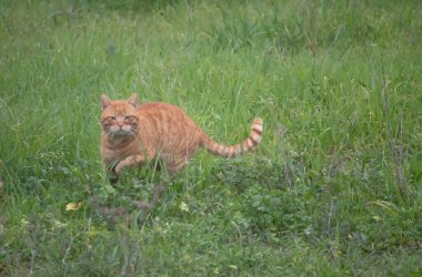 Tarlada tekir bir kedi koşuyor..