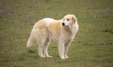 Tatlı sokak köpeği tarlalarda geziniyor..