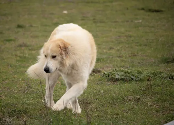 Tatlı sokak köpeği tarlalarda geziniyor..