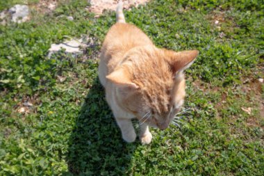 Sevimli kızıl kedi bana sevgisini gösteriyor..