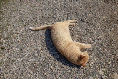 Sevimli kızıl kedi bana sevgisini gösteriyor..