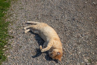 Sevimli kızıl kedi bana sevgisini gösteriyor..