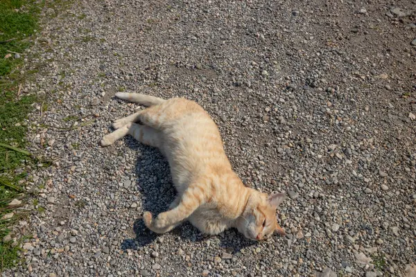 Sevimli kızıl kedi bana sevgisini gösteriyor..
