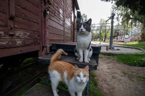 Kalamata, Yunanistan - 11 Mart 2025 Belediye Demiryolu Parkı