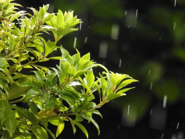Yeşil bir yaprağa yağmur damlaları düşer. Yeşil ağaç dalını yağmur damlalarıyla kapatın.