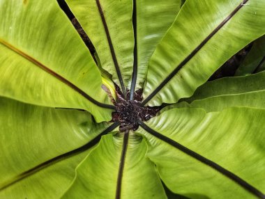 Beyaz ladin dallarını yakın plan çiğ damlalarıyla kapatın. Kış arkaplanı