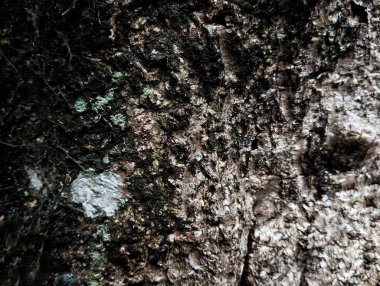 Ormandaki eski bir ağaç kabuğunun yüzeyine yakın plan.