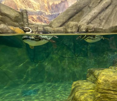 İki penguen yeşil sularda yüzüyor.