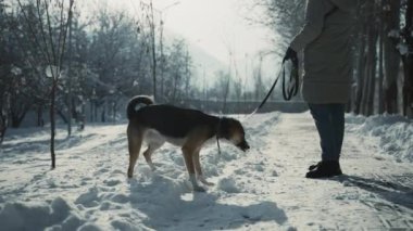Karlı bir arazide tasmalı bir köpeği gezdiren bir insan. Bir etobur olan köpek, spor grubuna mensuptur ve kış manzarasını sahibiyle paylaşır.