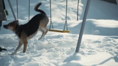 Kadın kış sabahı salıncağın yanındaki parkta kahverengi köpekle yürüyor. Sahibi emir verir, ve evcil hayvan bariyeri aşar, ona lezzetli bir ziyafet çektirir. Yüksek kalite 4k görüntü