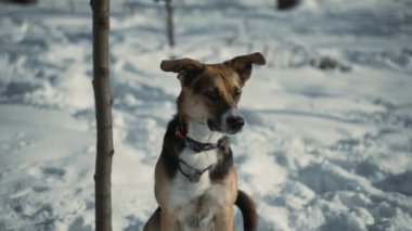 Sadık bir köpek karda oturur, bakışları düşünceli bir şekilde uzakta durur, belki sahibini izler. Keskin gözleri ve perçinli kulakları uyanık bir evcil hayvanın özünü yakalar. Yüksek kalite 4k