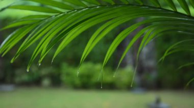 Tropikal sağanaklı Asya havası dinamik yağmur döngülerini gösteriyor