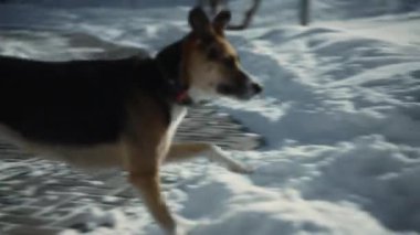 Her sopayla birlikte, köpeklerin coşkusu artar, sahibinin neşeli enerjisini sakin kış arkaplanına yansıtır. Yüksek kalite 4k görüntü