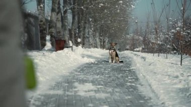 Melez köpek kışın parkta oturur ve sahibinden emir bekler. Köpek izin aldığında, sahibinden ödül almak için kameraya doğru koşar. Yüksek kalite 4k görüntü