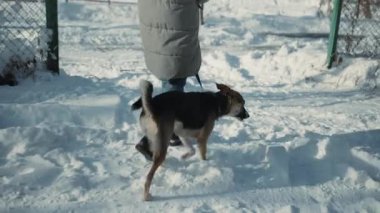 Kadın, huzurlu kış sabahının arka planına karşı dostluk bağını gösteren sadık köpeğini huzur parkında gezdirir. Neşeli köpek zıplar ve sevinir, kadın ona bir hediye verir. 4k görüntü