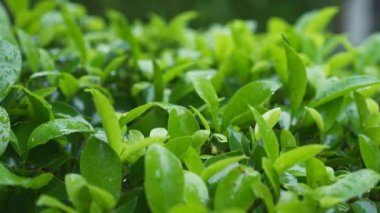 Tropik yağmur. Sezon dışı turizm kavramı